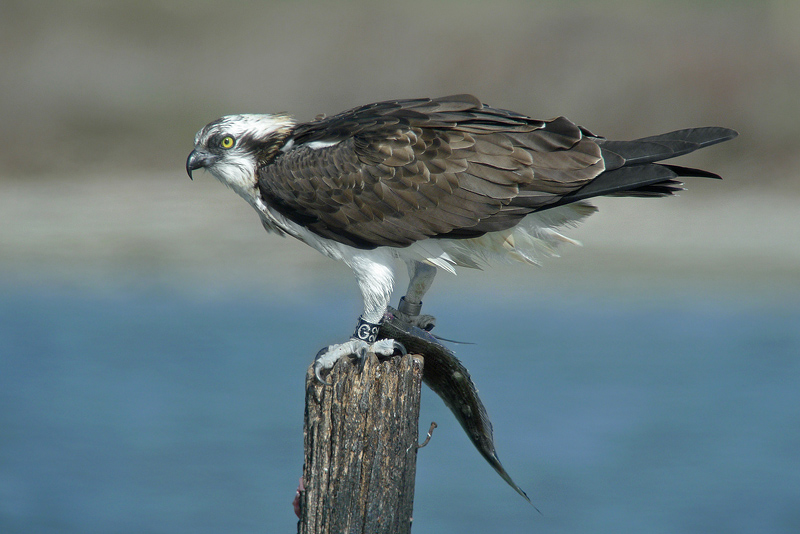 Falco pescatore in Digiscoping